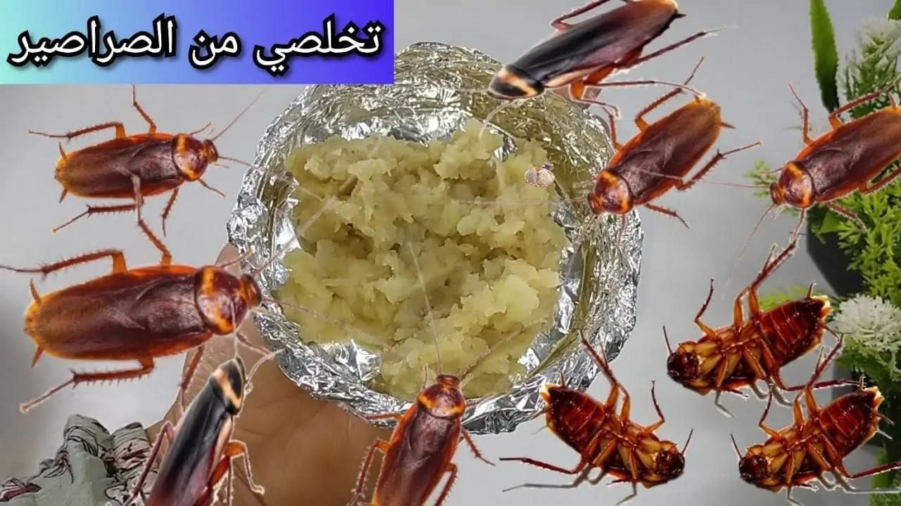 تخلصي منها من غير مبيدات..  التخلص من الصراصير بوصفات منزلية هتقضي على عددها بالكامل من أول مرة