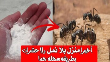 ” مش هتشوفيه تاني طوال الصيف ” طريقة التخلص من النمل والحشرات في المنزل بوصفات طبيعية