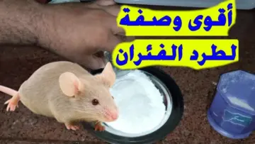 مش هتلمحيهم تاني..  طرد الفئران الموجودة في المنزل نهائيا بطريقة متخطرش علي بالك