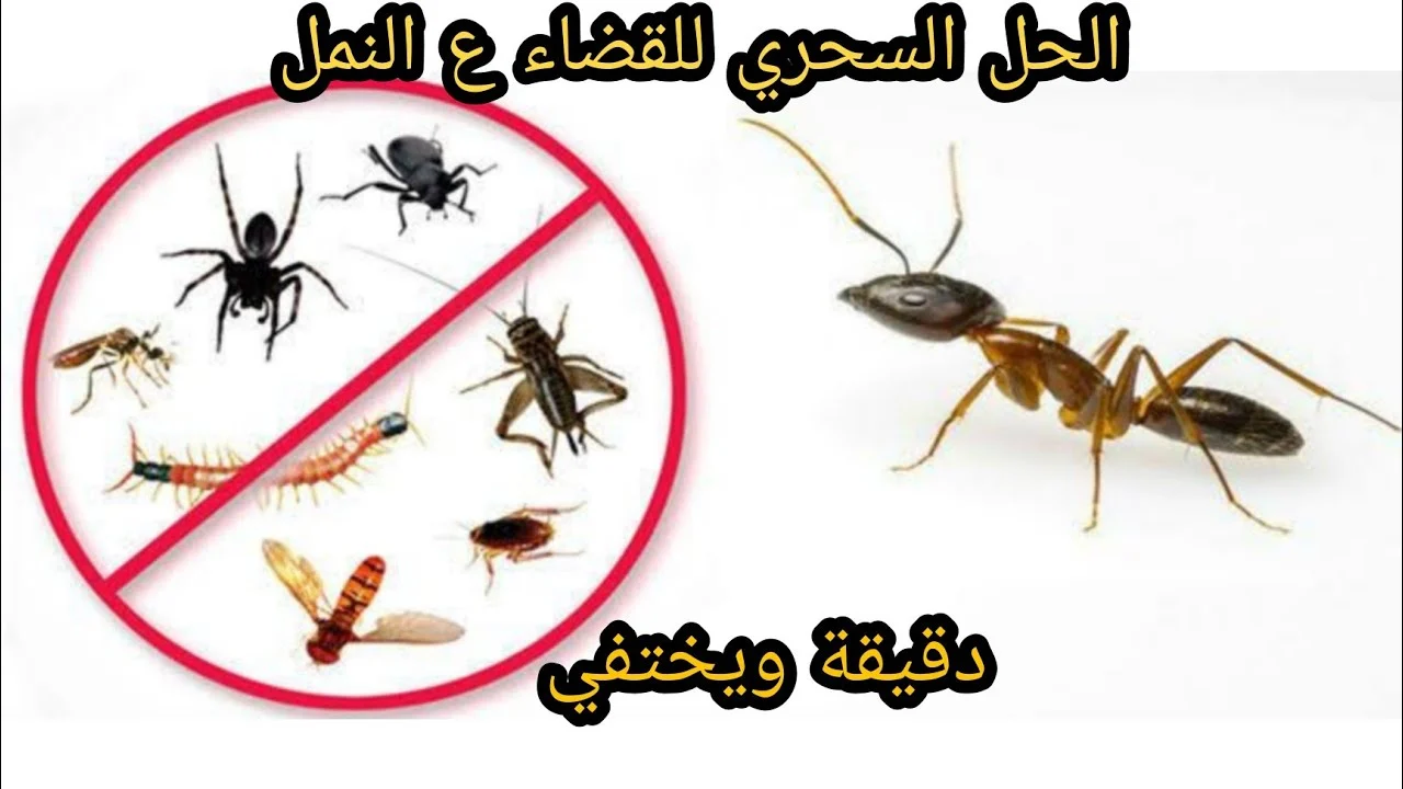 أنسي النمل وقرصاته.. طرد حشرات الصيف بشكل نهائي من المنزل بمكونات طبيعية بدون مواد كيماوية نهائيا