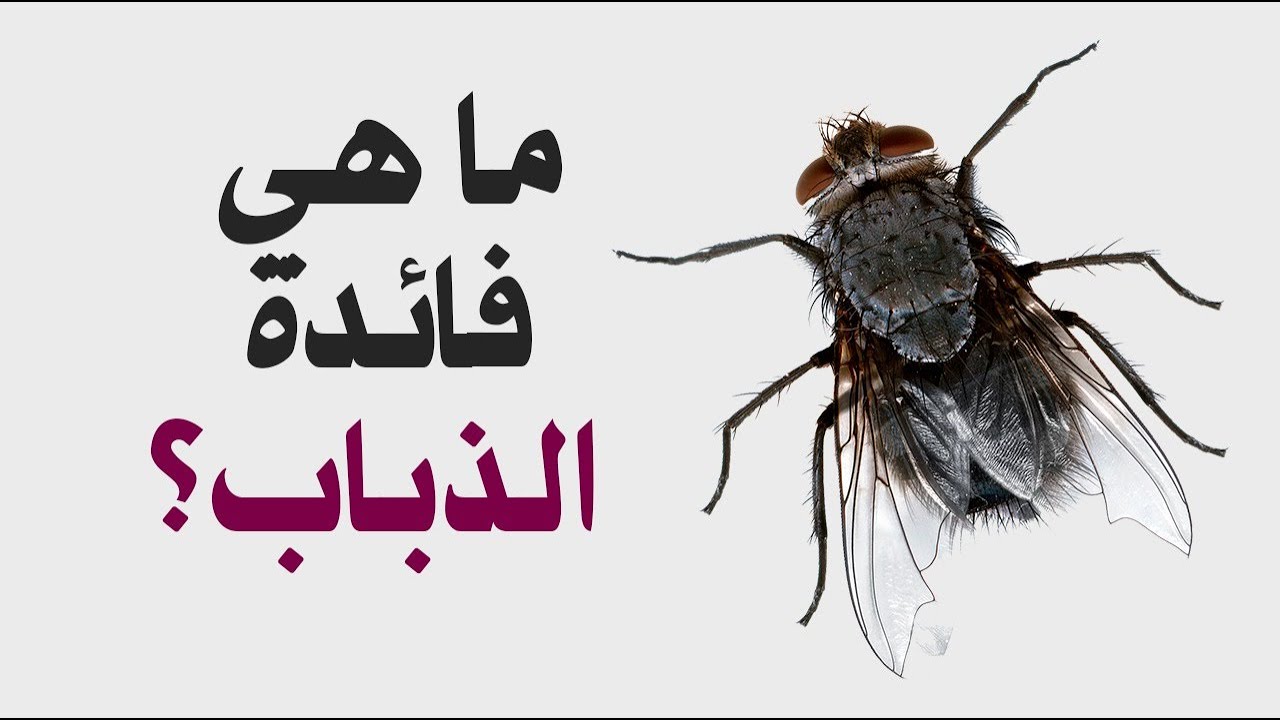 فوائد الذباب .. هل تعرف ماذا سيحدث إذا انقرض الذباب من عالمنا؟؟ !