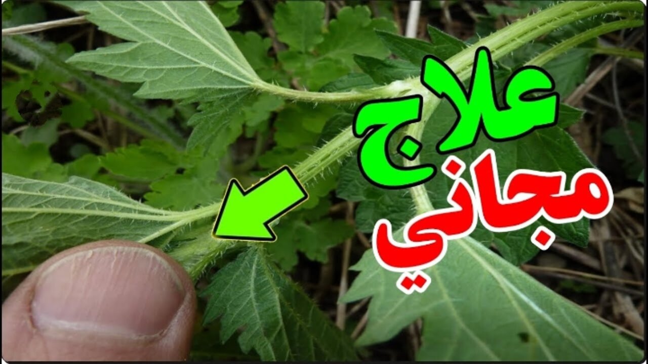 من عشبة مخيفة لمخزن فوائد.. كنز طبيعي غير متوقع مخفي داخل هذه النبتة العتيقة