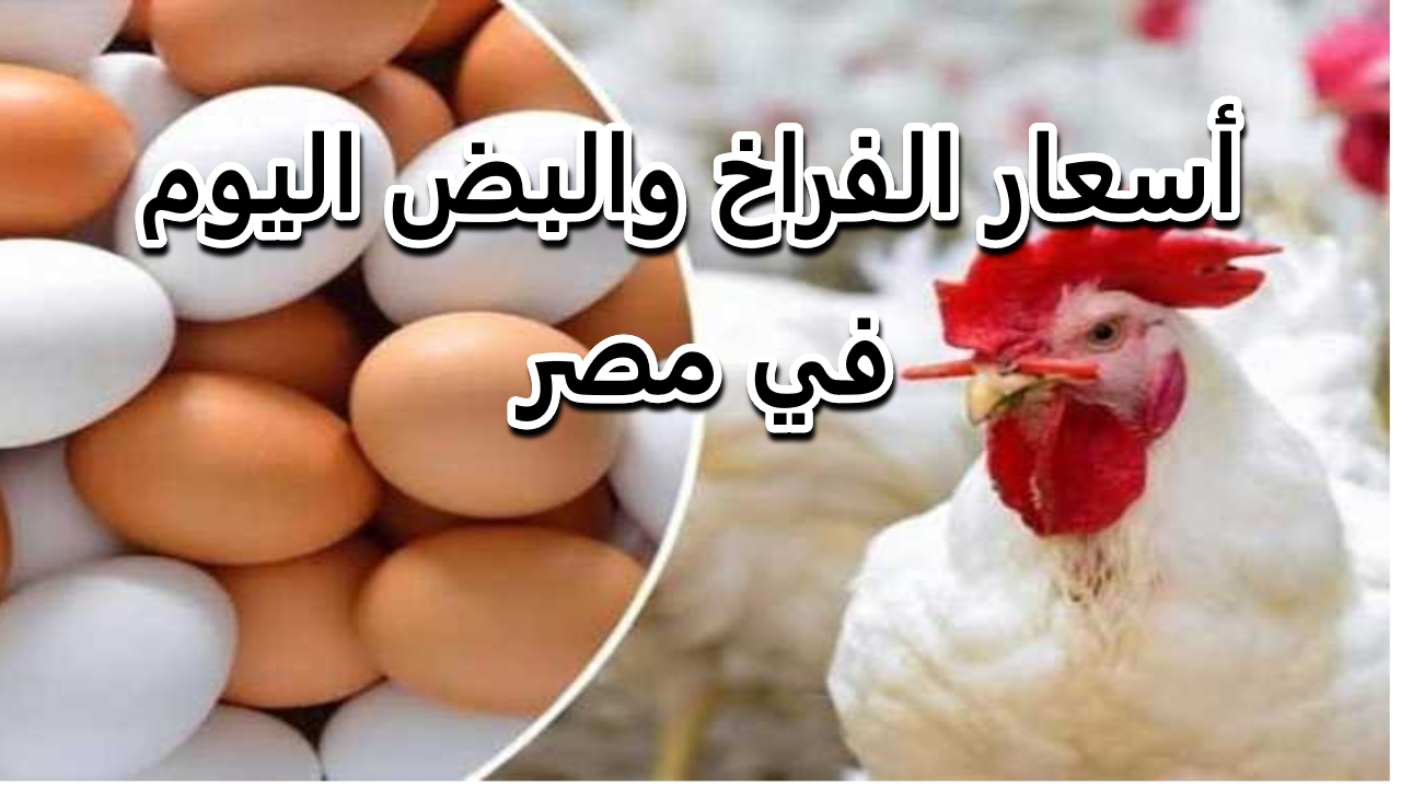 البانيه بكام.. تراجع مستمر في سعر الدواجن اليوم في مصر ومفاجأة في أسعار البيض