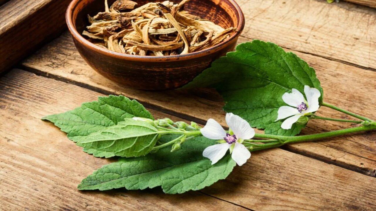خفايا جذور الشجرة الطيبة.. كنز طبيعي من الفوائد مخفي في هذا النبات الموجود من آلاف السنين