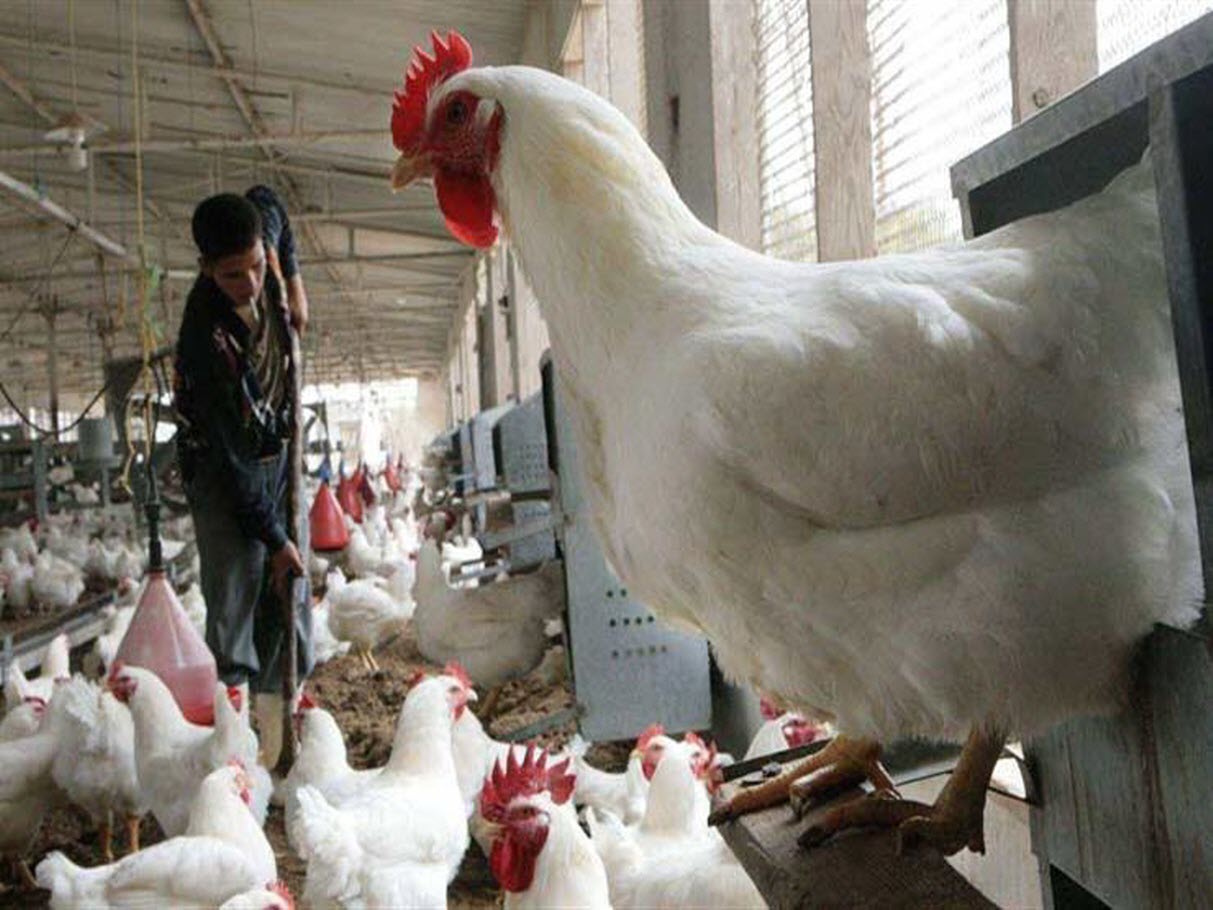 أسعار الدواجن واللحوم الحمراء و البلدي بالأسواق اليوم في أحدث التعاملات