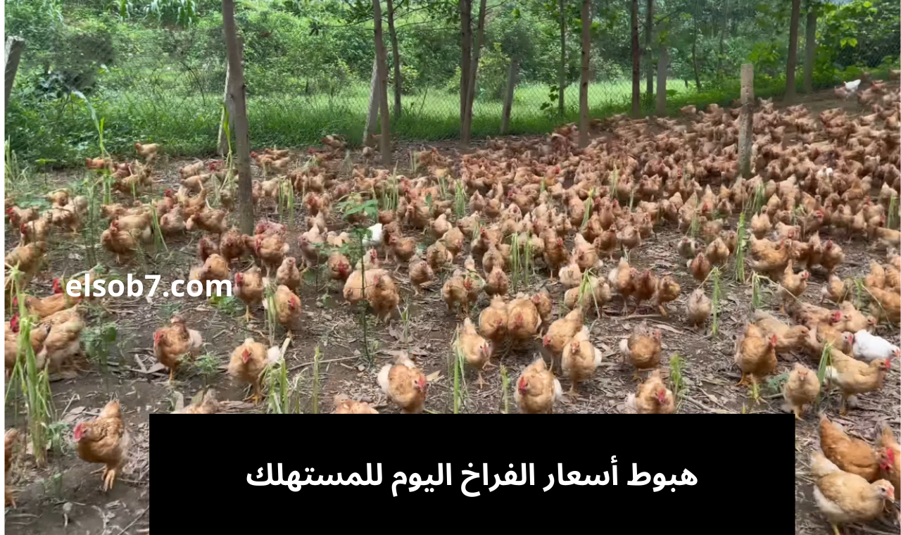 هبوط مستمر.. سعر الفراخ البيضاء والحمراء اليوم الجمعة 16-8-2024 في مصر للمستهلك ومن المزرعة