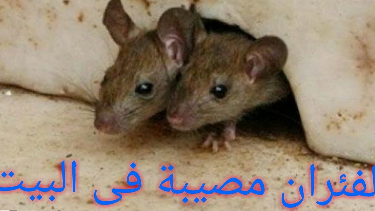 التخلص من الفئران نهائياً بدون ملامسة بمكونات موجودة في البيت.. هيختفوا تماماً