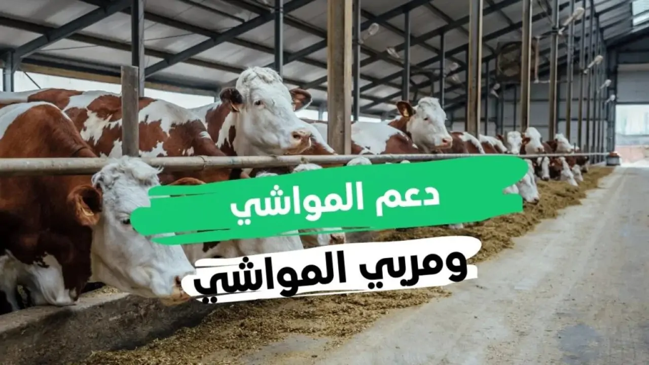 خطوات التسجيل في دعم المواشي 1446هـ وأهم الشروط المطلوبة للحصول على الدعم