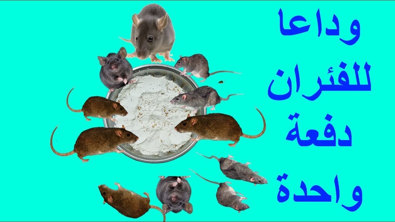 هيختفوا تماماً.. طريقة القضاء على الفئران الموجودة في المنزل بدون لمس أو اقتراب بدون اي مواد كيميائية ضارة 