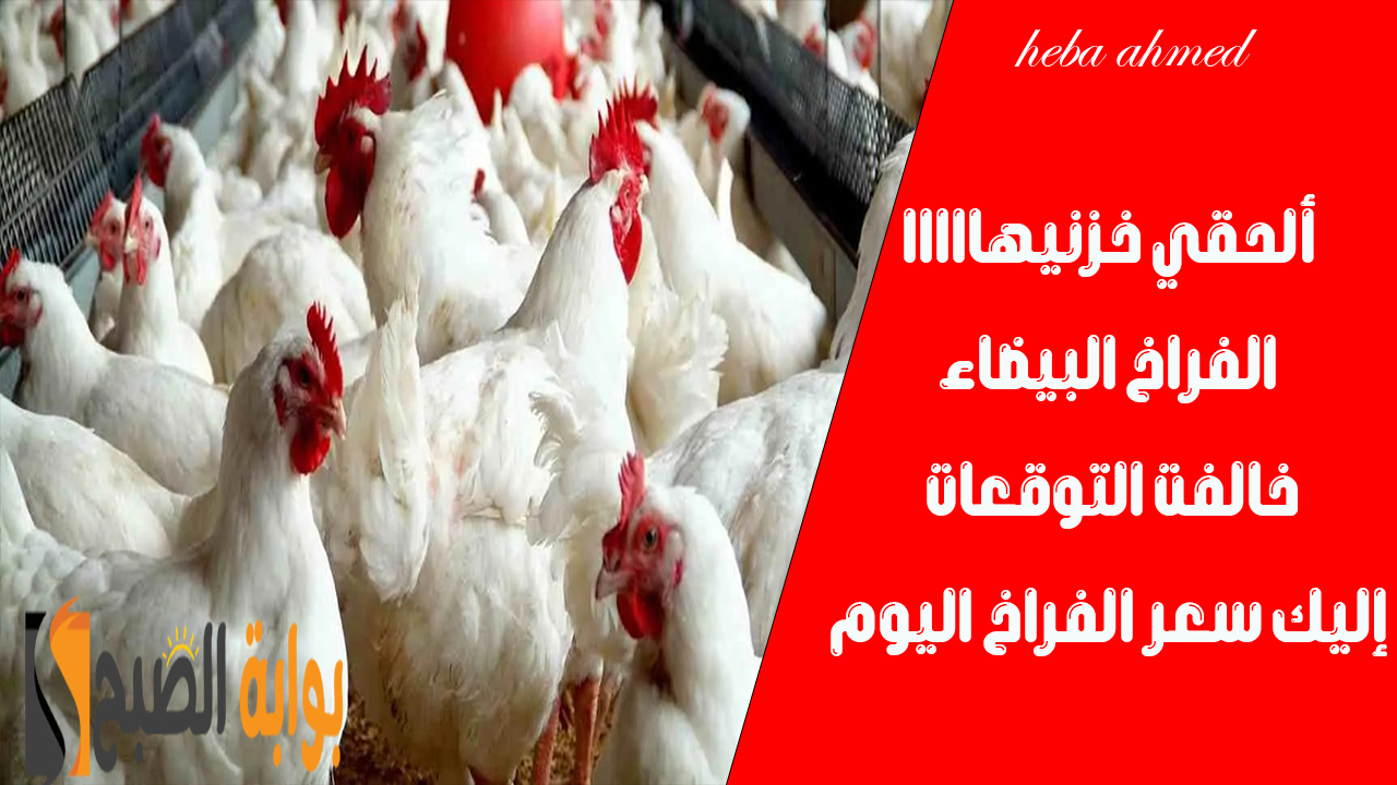 الدواجن وصلت كام… سعر الفراخ اليوم الثلاثاء 20 أغسطس وصل لأقل سعر له منذ 5 شهور