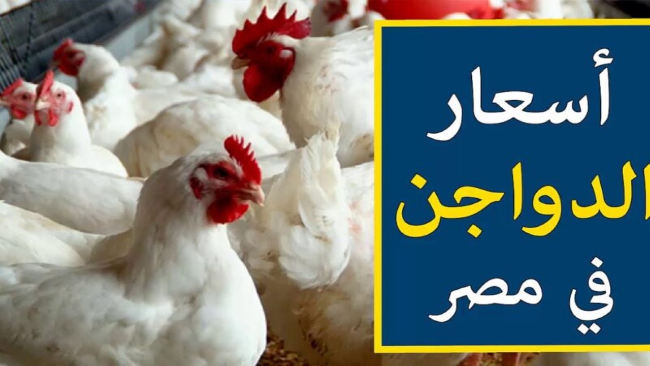الكيلو وصل كام انهاردة؟.. زيادة أسعار الدواجن اليوم في مصر وهذا سعر كرتونة البيض