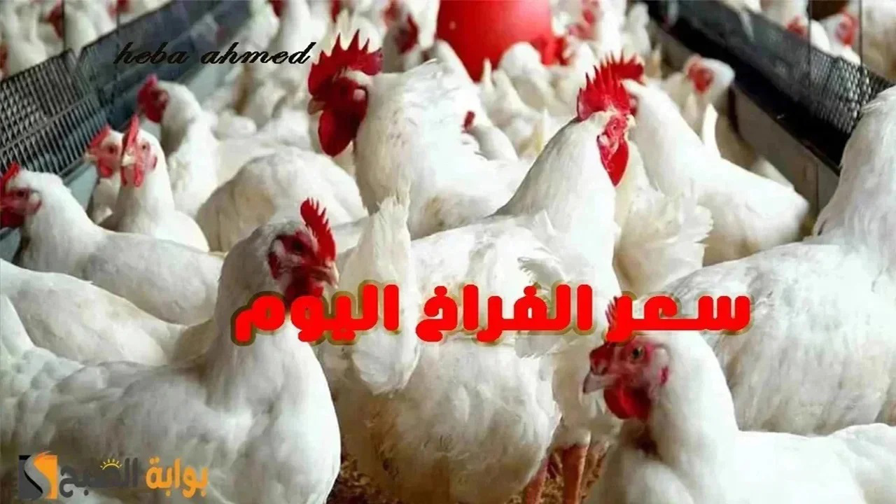 انخفاض جديد ألحقي خزنيها… سعر الفراخ اليوم الجمعة 2 أغسطس 2024 بالمزرعة وللمستهلك سعر