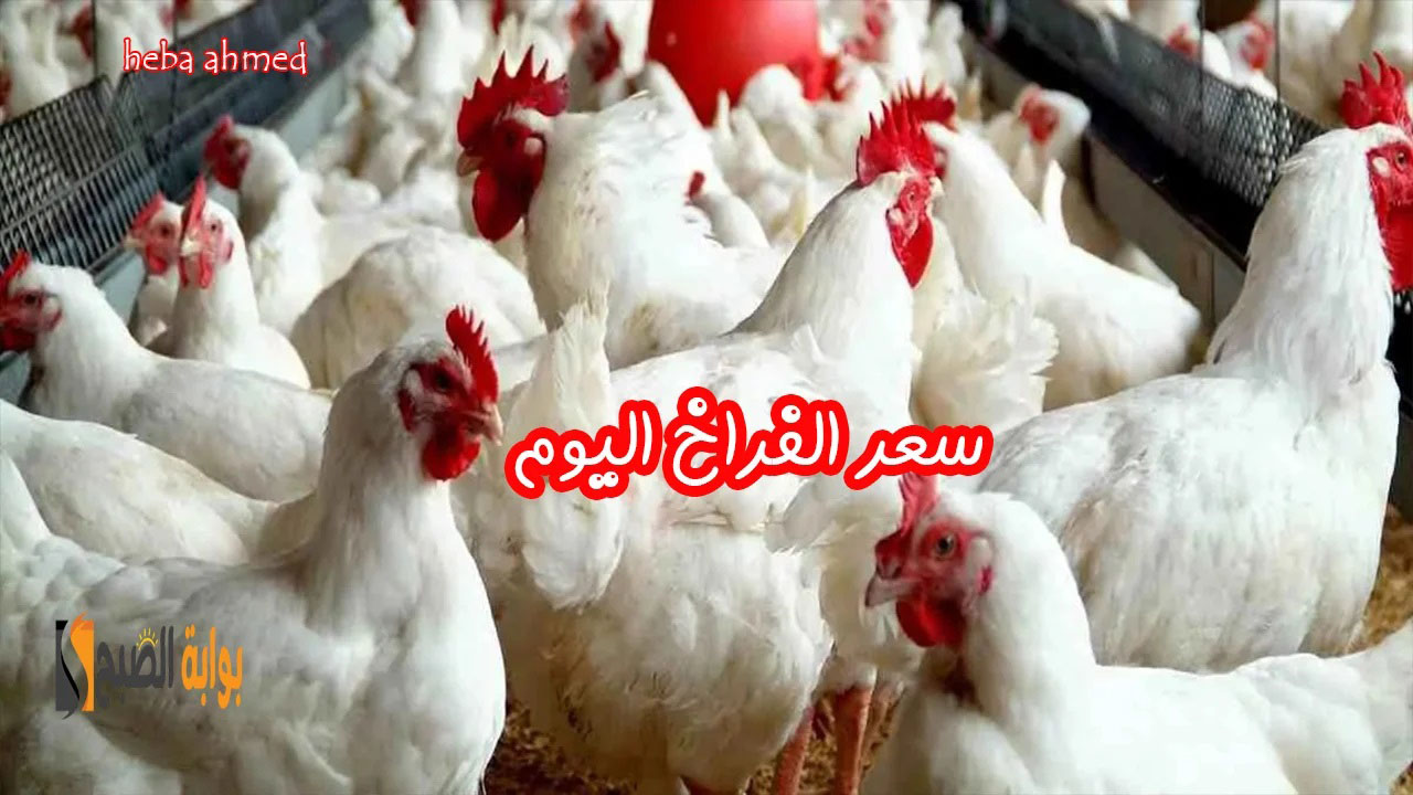 ألحقي أشتريها… سعر الفراخ اليوم الأربعاء 7 أغسطس 2024 في البورصة والأسواق