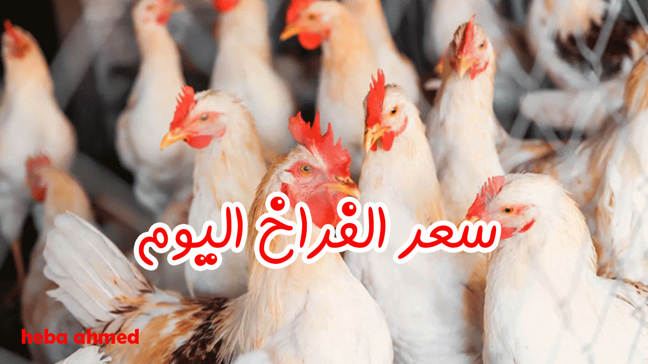 سعر الفراخ اليوم السبت 11 يناير 2025 للمستهلك والبورصة بعد تراجع أسعار العلف