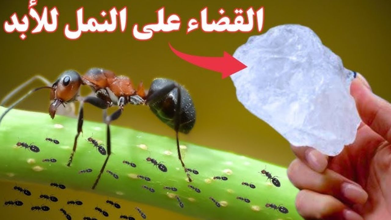 طريقة التخلص من النمل في المنزل بـ 3 وصفات طبيعية مجربة وهيختفي من البيت بشكل نهائي