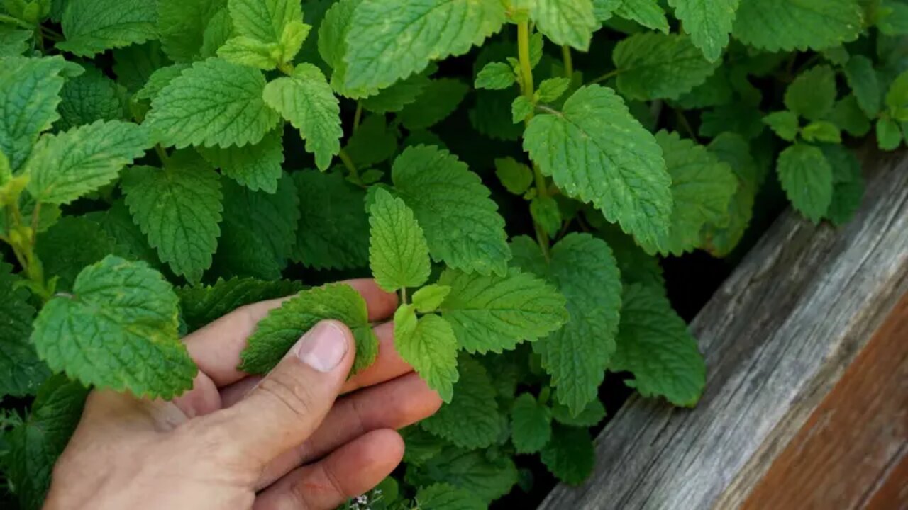 مش هتلاقي في جمدانها اتنين.. حلول طبيعية ستجدها في هذا النبات بنتائج فوق الوصف