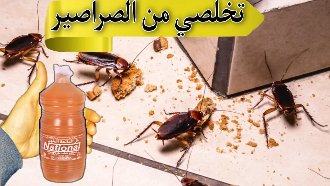 بمكونات من منزلك.. وصفة سحرية للتخلص من الصراصير للأبد فعالة 100%