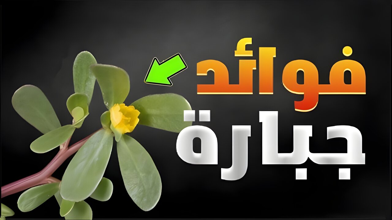 عشبة الغلابة.. نبتة من قديم الزمان في كل مكان محدش مقدر قيمتها الحقيقية