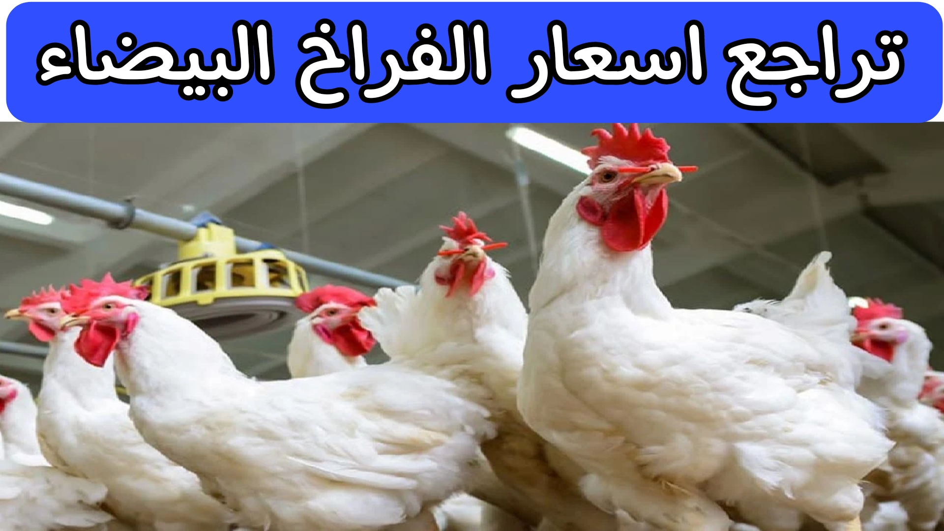 بشرى سارة للمستهلكين.. حقيقة هبوط كبير في اسعار الفراخ البيضاء في مصر وخبير يكشف الاسباب