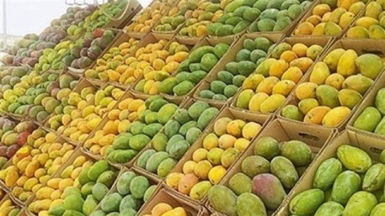 أحلى وقت لتخزين المانجو .. أسعار المانجو بكل أنواعها في الأسواق المصرية 
