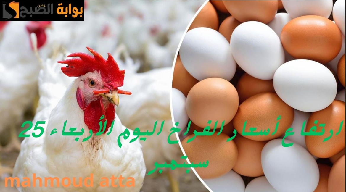 “ارتفاع في أسعار الدواجن!”..إليكم أسعار الفراخ والبيض اليوم الأربعاء 25 سبتمبر في السوق المصري