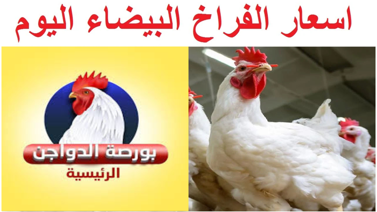 الحقي خزني.. اسعار بورصة الدواجن اليوم الأربعاء 4 سبتمبر 2024 مستمرة في الانخفاض