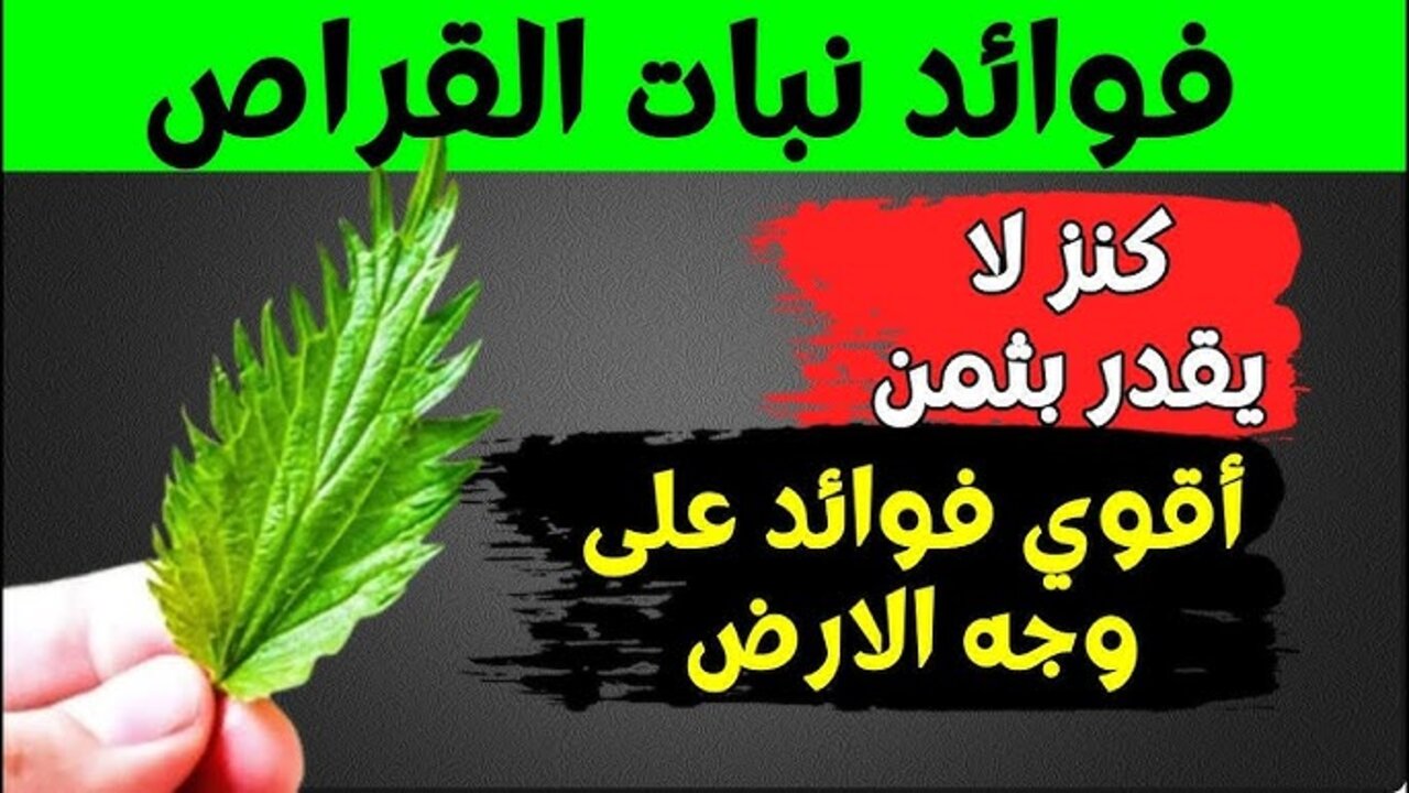 اوهموك بأنها عشبة مرعبة.. نبات يبتعد عنه الجميع دون أن يدركوا الكنز الذي يحتويه