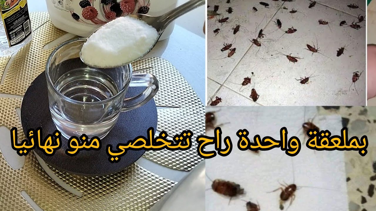 ولا صرصور في بيتك.. الحل السحري للتخلص من الصراصير والحشرات نهائيا بطريقة متخطرش علي بالك