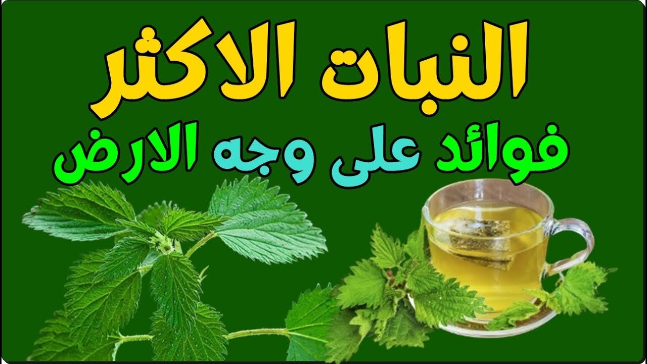 عشبة بتلسع بس بتنفع.. نبتة إذا رأيتها في اي مكان أحضرها إلى منزلك على الفور