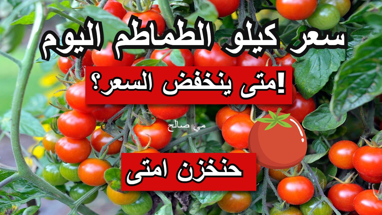“الفرج جاي بعد الصبر الطويل” أسعار الطماطم اليوم الأربعاء 25/9/2024 وأخبار عن الانخفاض الفترة المقبلة