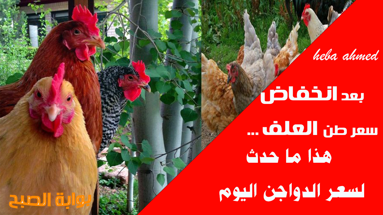 بعد تراجع سعر طن العلف… انخفاض وهبوط أسعار الفراخ اليوم في مصر الإثنين 23 سبتمبر