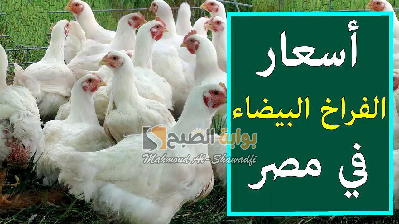 “ارتفاع جديد”.. أسعار الفراخ البيضاء اليوم في بورصة الدواجن ومفاجأة بشأن سعر كرتونة البيض