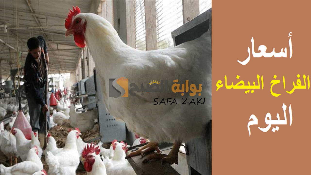 الفرخة تعملها كام .. أسعار الفراخ البيضاء اليوم الاثنين 30 سبتمبر 2024 للبيع في بورصه الدواجن والأسواق المصرية بالمحافظات