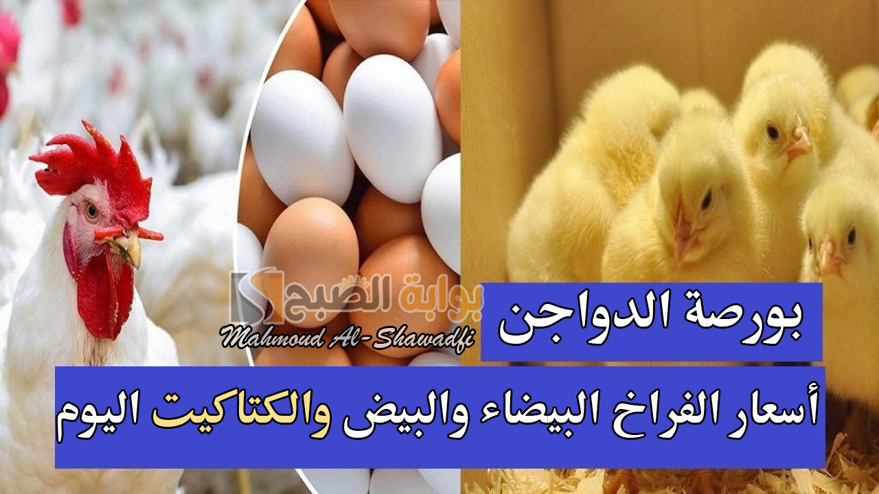 بورصة الدواجن.. مفاجأة في أسعار الفراخ البيضاء والبيض والكتاكيت اليوم والساسو تسجل 105 جنيهات