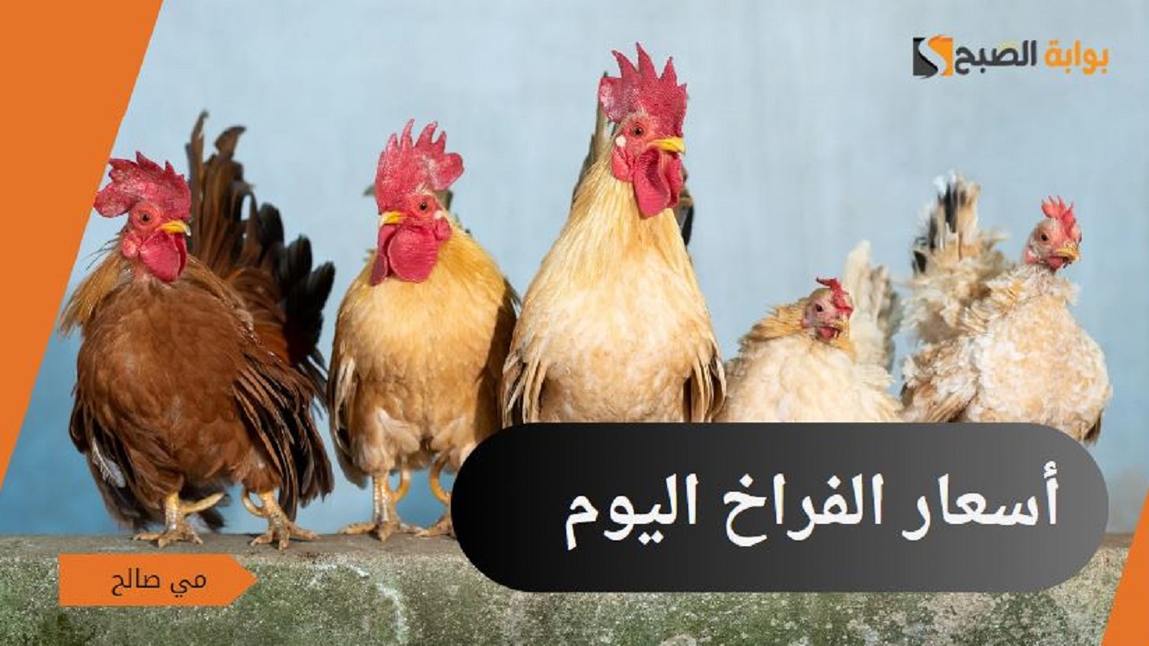 “ارتفاع مع نهاية سبتمبر” أسعار الفراخ اليوم الاثنين 30/9/2024 في بورصة الدواجن