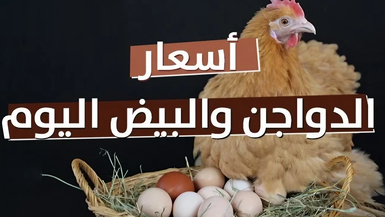 كله هياكل ويربي.. أسعار الفراخ اليوم الأحد 8 سبتمبر 2024 في مصر وأسعار البط والكتاكيت والبيض