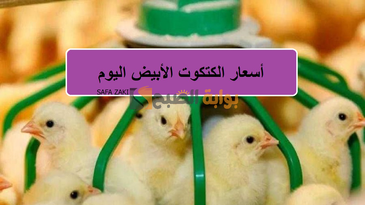 للمربين الكتكوت بكام؟ أسعار الكتاكيت البيضاء اليوم الجمعة 27 سبتمبر 2024 بالبورصة والشركات “البلدي والساسو والهجين”