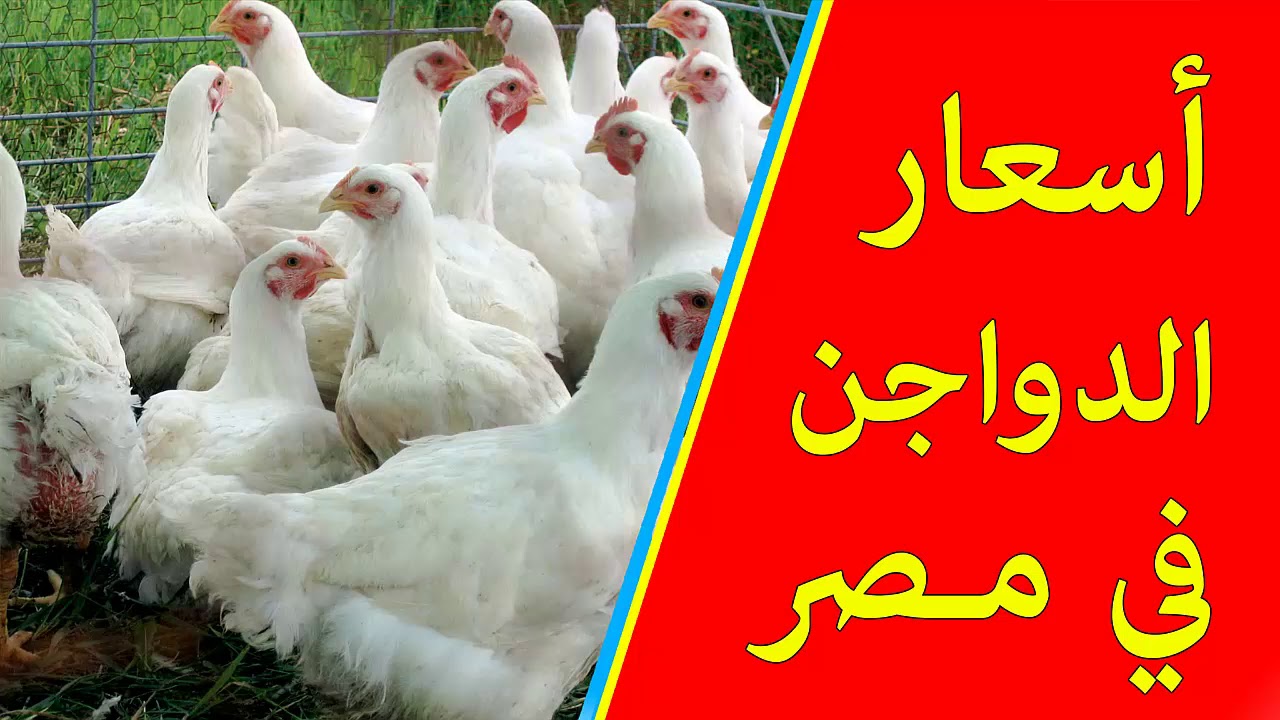 بكام الفراخ.. أسعار بورصة الدواجن اليوم الإثنين 16/9/2024 والكتاكيت في الأسواق المصرية