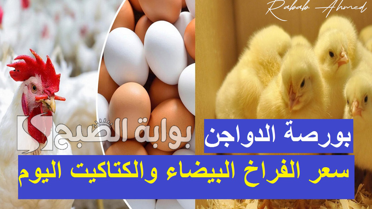 “تقلبات في أسعار البيض”.. اسعار الدواجن اليوم السبت 7 سبتمبر 2024 في الأسواق المصرية