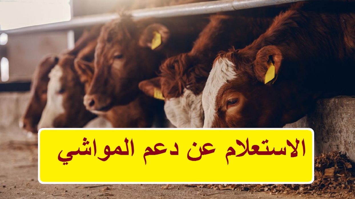 عاجل رابط إعادة تقديم طلب أهلية دعم الدورة 59 وارتفاع إيجار حظائر الماشية 400% دعوة للخروج من سوق حي العزيزية 