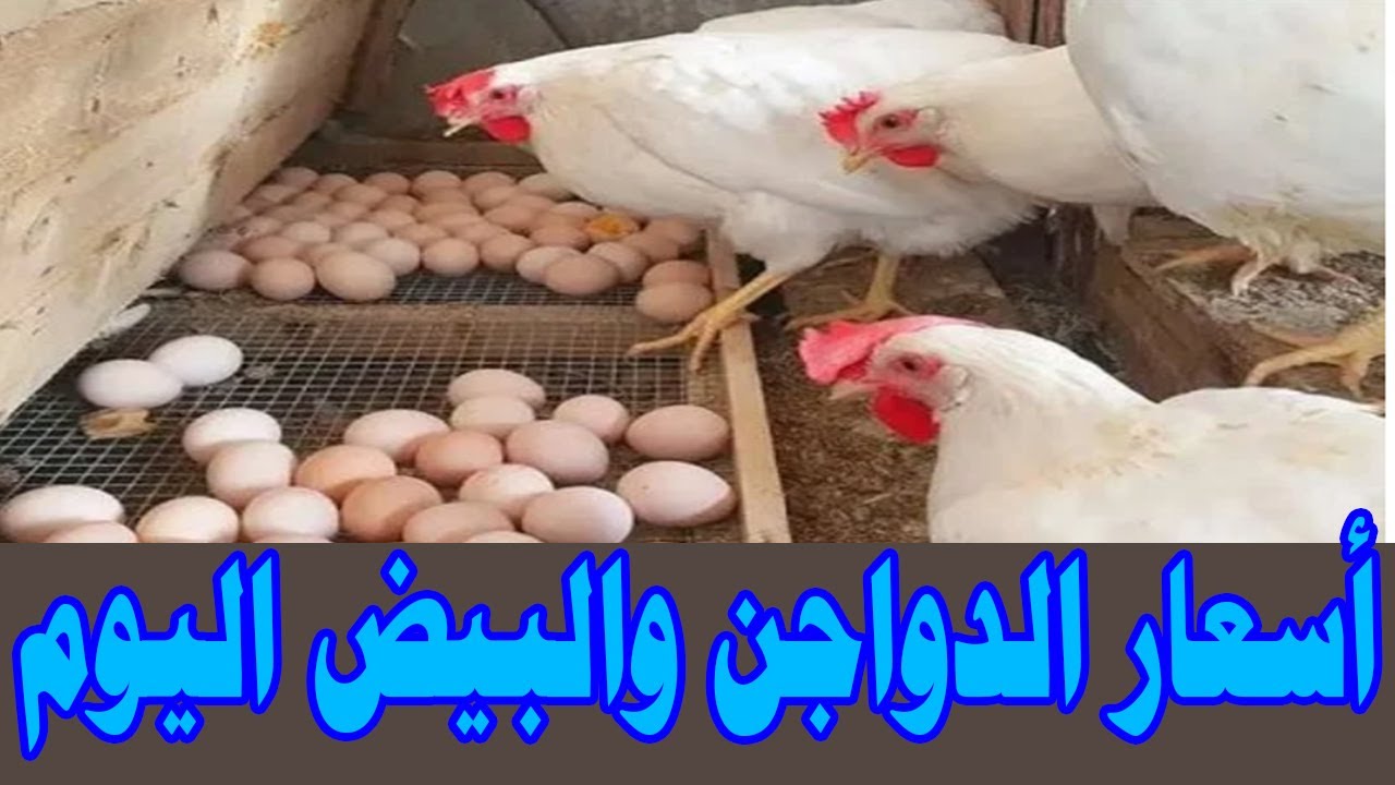 الدواجن تقلب الموازين وتسجل رقمًا جديدًا في الأسواق المصرية والبورصة الرئيسية اليوم الأربعاء 4/9/2024