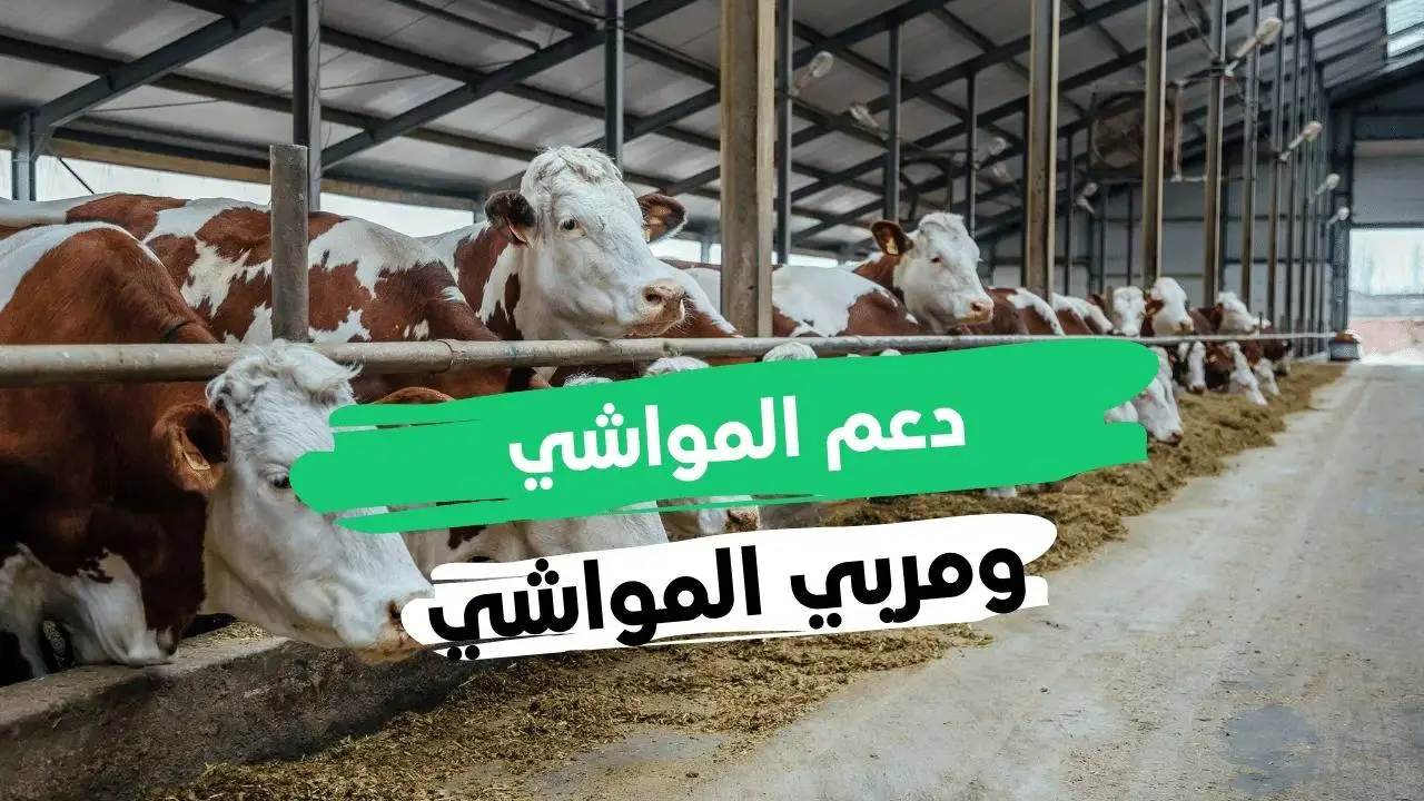 ما حقيقة تبكير موعد نزول دعم المواشي لشهر نوفمبر 2024 في السعودية؟