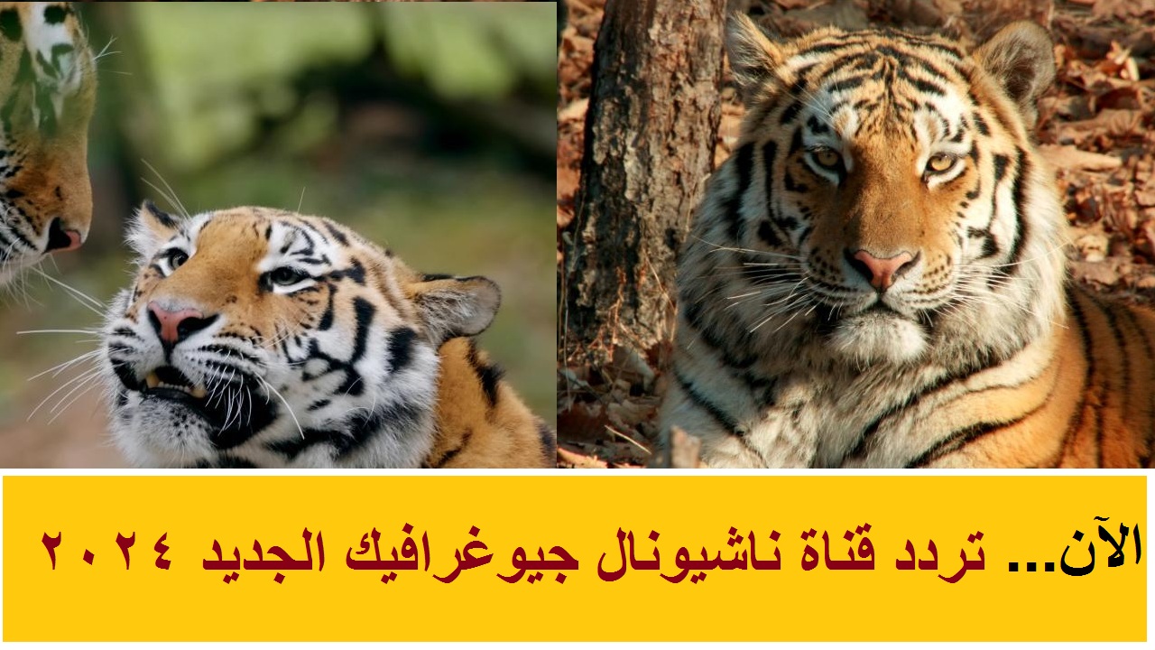 تردد قناة ناشيونال جيوغرافيك 2024 لمتابعُة اجمل البرامج الوثائقية الحصرية