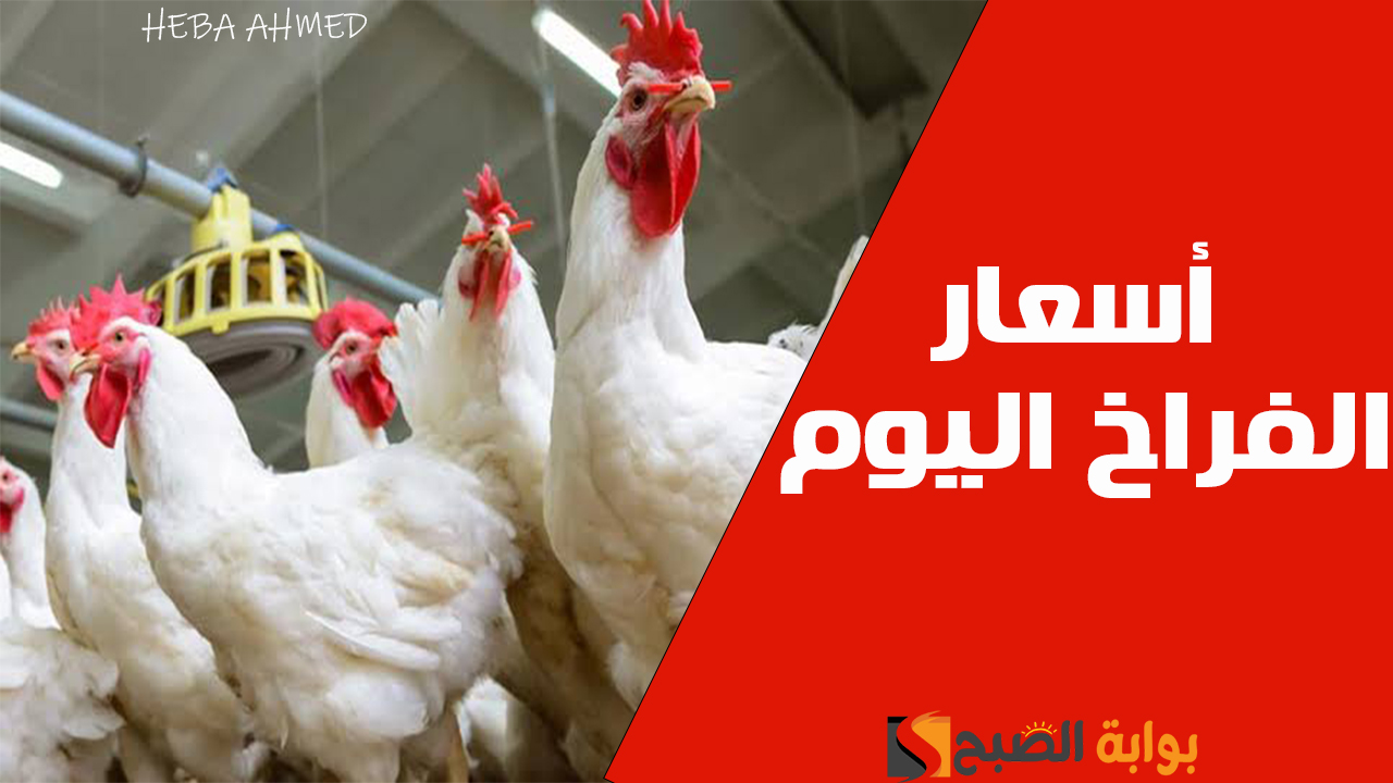 بكم الفراخ النهاردة… سعر الفراخ اليوم في البورصة والأسواق