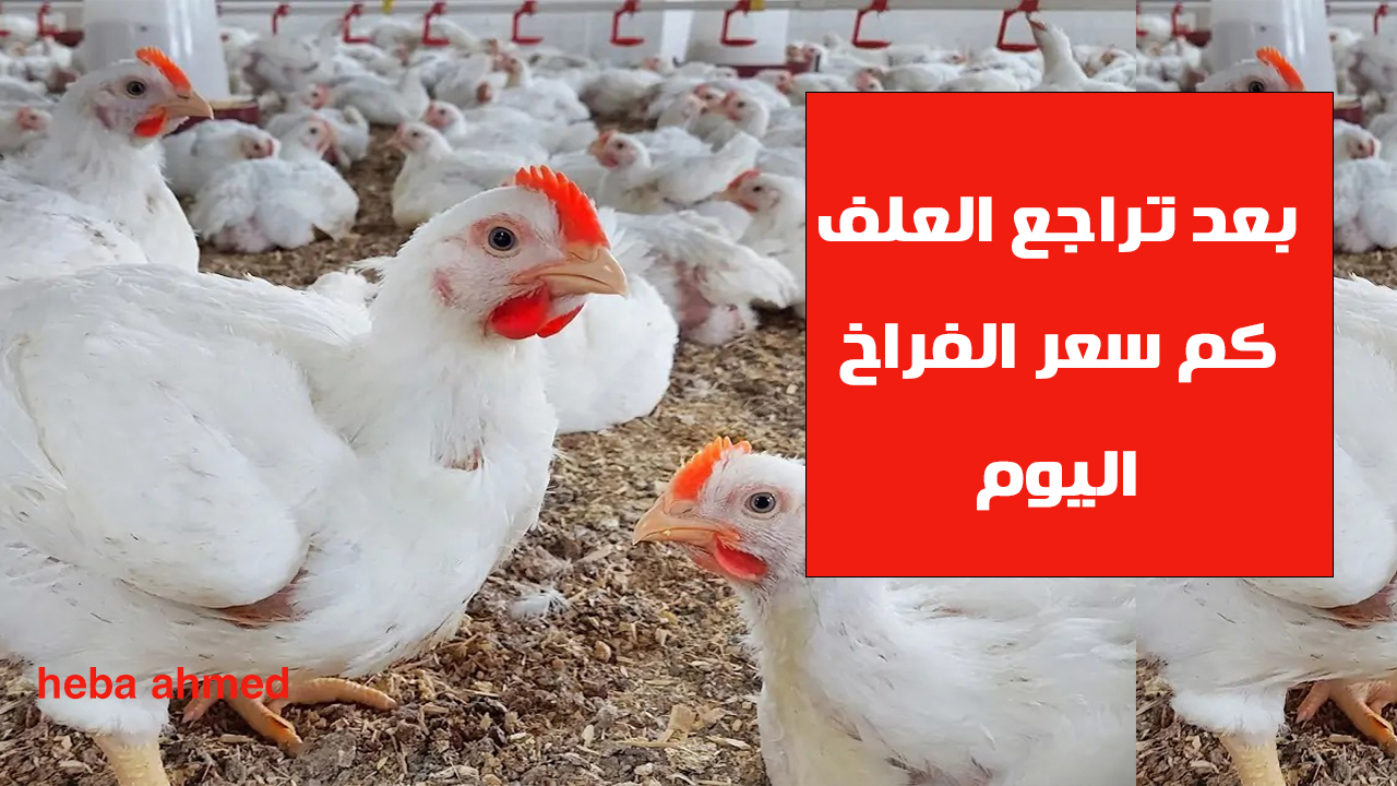 بعد تراجع العلف كم سعر الفراخ اليوم الثلاثاء 1 أكتوبر 2024 للمستهلكين