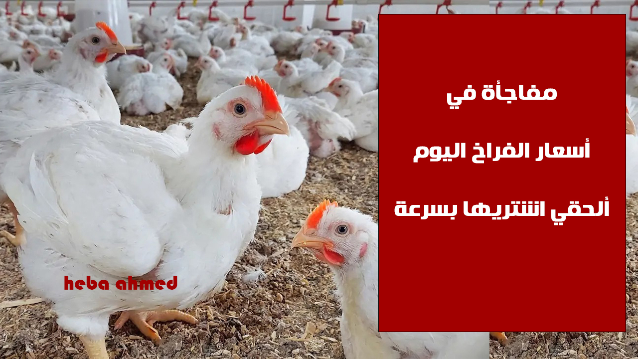ألحقي أشتريها… مفاجأة في سعر الفراخ اليوم الخميس 5 سبتمبر وإليك الأسباب