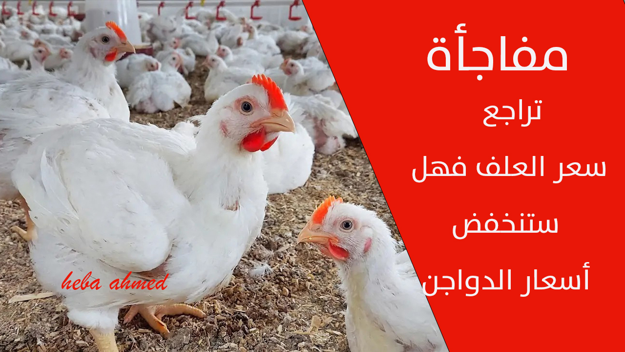 تراجع سعر العلف فهل ستنخفض أسعار الدواجن… سعر الفراخ اليوم الجمعة 13 سبتمبر وتصل 74 جنيها