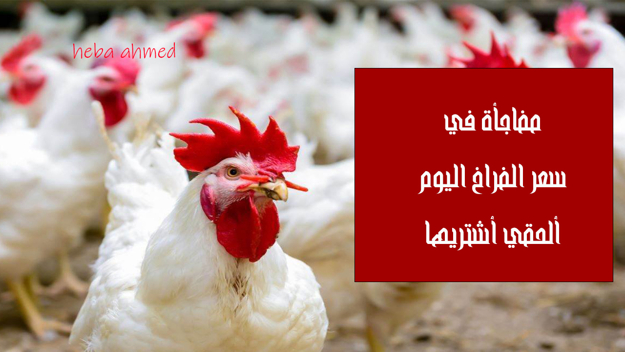 ألحقي أشتريها… انخفاض وهبوط سعر الفراخ اليوم الثلاثاء 3 سبتمبر 2024 بالأسواق والمزارع