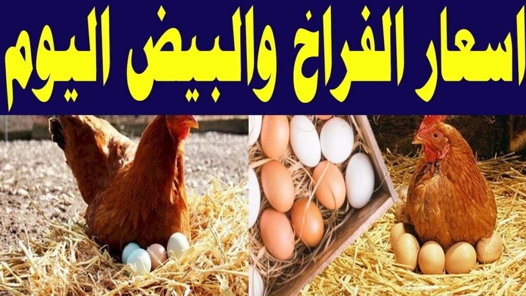 استقرار في الاسعار.. سعر الفراخ والبيض اليوم الثلاثاء في الاسواق المصرية.. مفاجأة بسعر كرتونة البيض
