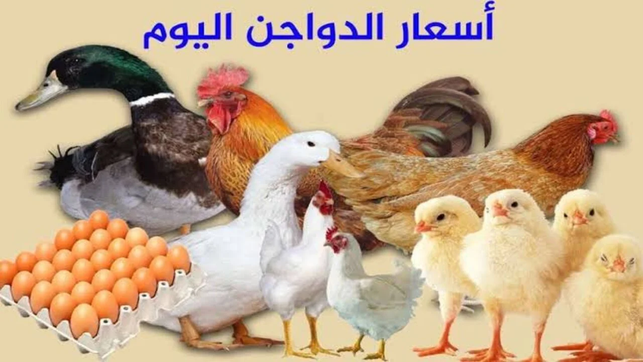 قفزة جديدة في بورصة الدواجن.. سعر الفراخ اليوم الثلاثاء 24 سبتمبر 2024 في مصر وأسعار كرتونة البيض